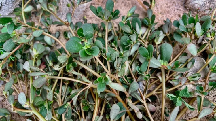 Krokot Liar Jadi Sumber Nutrisi Penting bagi Tubuh