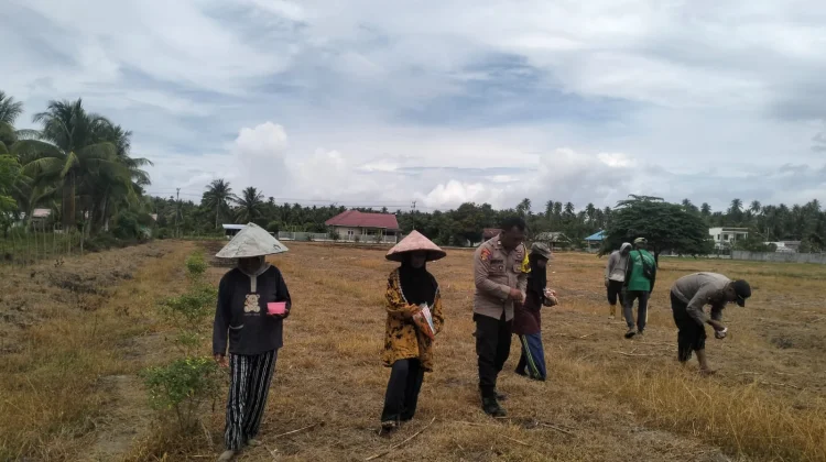 Dukung Ketahanan Pangan, Polisi dan Warga Mepanga Tanam Jagung