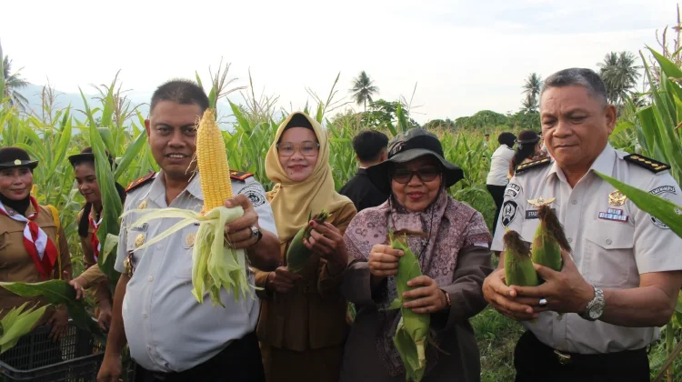 Panen 2.000 Jagung di LPP Palu, Ditjenpas Sulteng Dorong Pembinaan Produktif