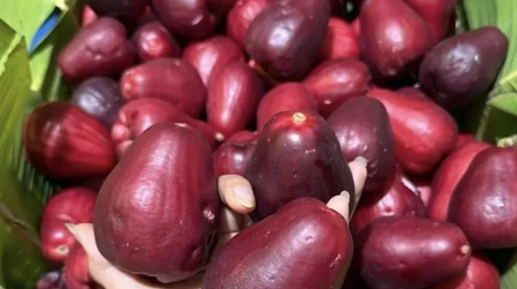 Jambu Jamaika, Warnanya Merah Merona dan Rasanya Manis