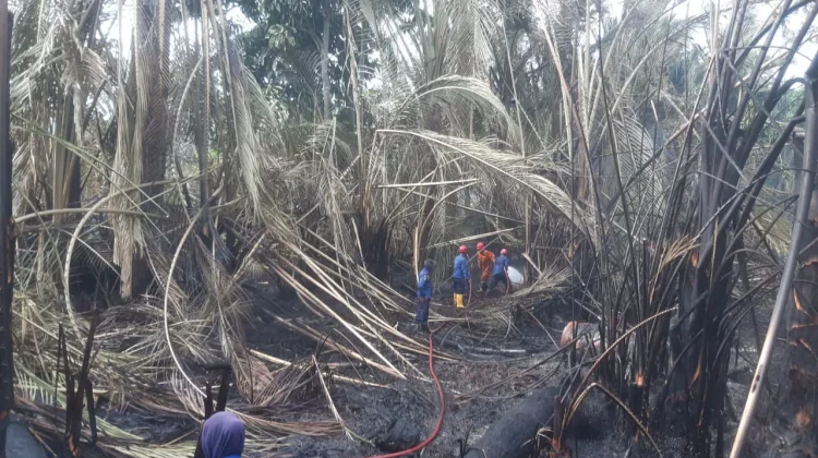 Lahan Sagu di Mamboro Palu Terbakar, Hanguskan Satu Unit Rumah Warga