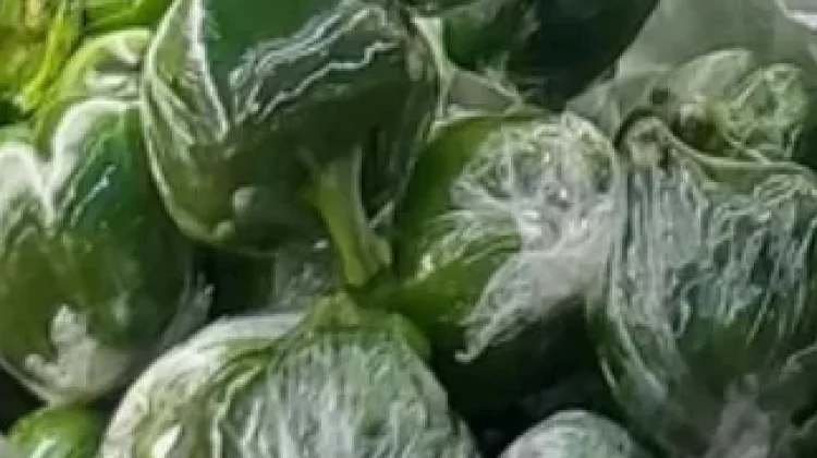 Paprika Hijau Baik untuk Kesehatan Tubuh