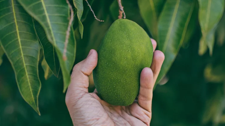 Tips Memeram Mangga agar Cepat Masak