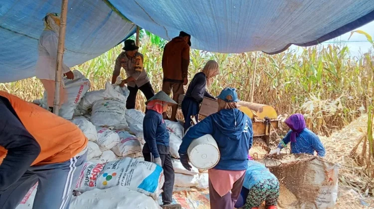 Bhabinkamtibmas Polsek Batui Dukung Ketahanan Pangan