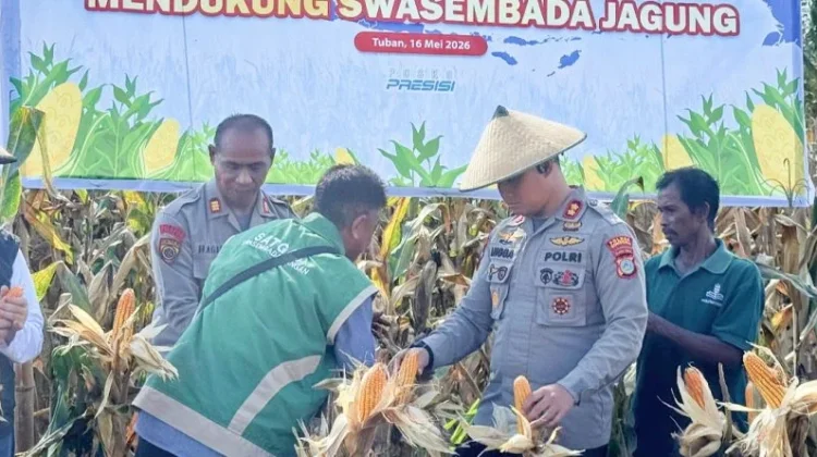 Lahan Binaan Polres Donggala Hasilkan 8 Ton Jagung pada Panen Kuartal II