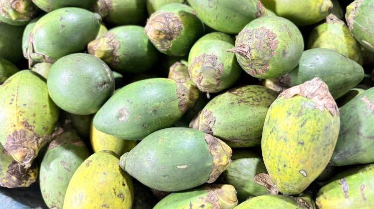 Manfaat Pinang Muda untuk Kesehatan