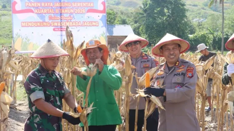 Polresta Palu Panen Jagung di Lahan Binaan Kelurahan Duyu