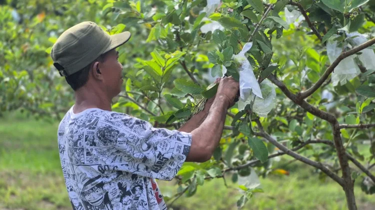 Warga Binaan Lapas Palu Panen Puluhan Kilogram Jambu di Langaleso