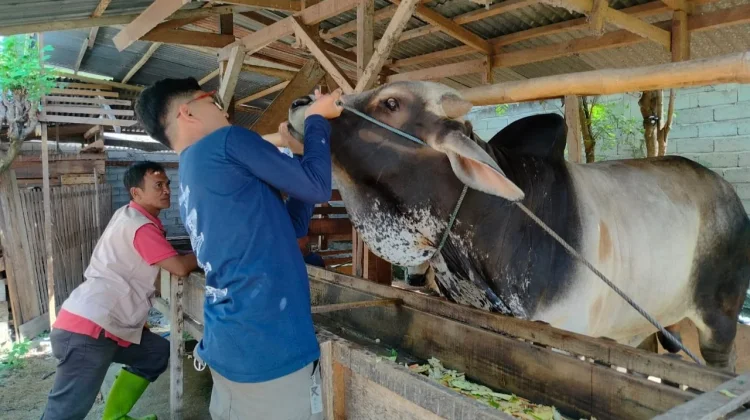 DPKP Kota Palu Intensifkan Pemeriksaan Kesehatan Hewan Kurban jelang Idul Adha