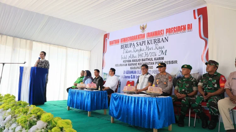 Rahwono Berat 875  Kg Sapi Kurban Presiden di Poso