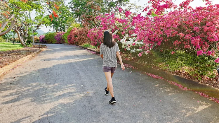 Kebiasaan Jalan Kaki Punya Banyak Manfaat Kesehatan