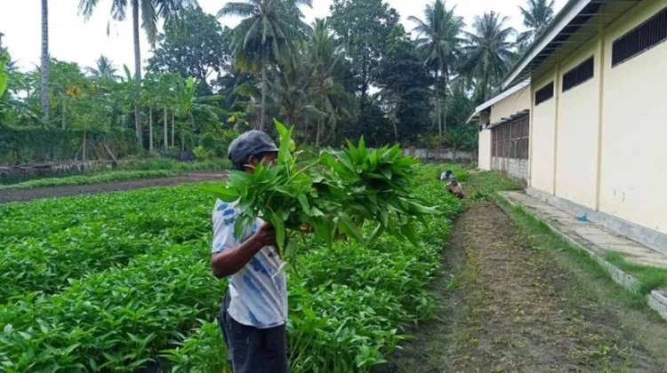 Warga Binaan Lapas Palu Panen Puluhan Kilogram Sayuran di Lahan SAE