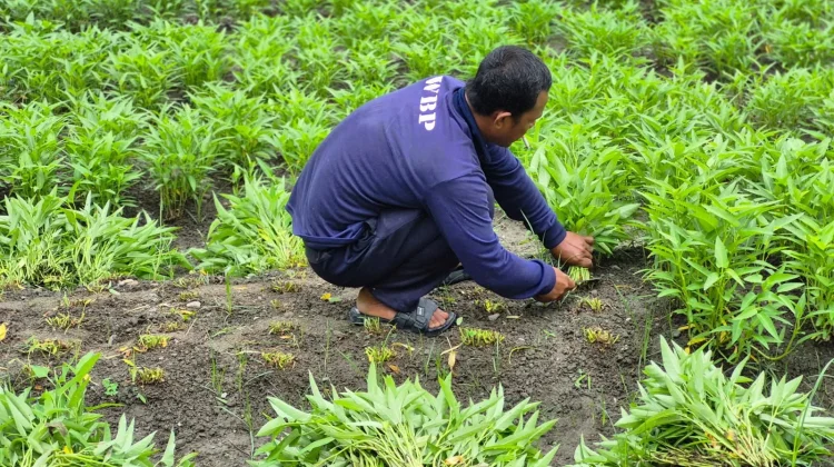 Warga Binaan Lapas Palu Panen 100 Kg Komoditas Sayur dan Buah