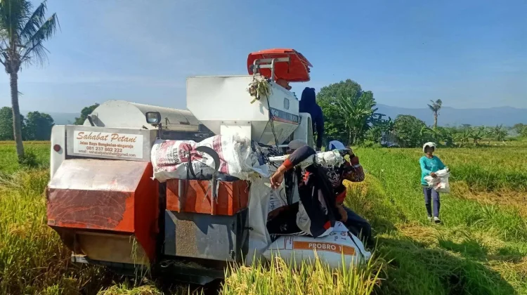 Distan Pemkab Cirebon Sebut Modernisasi Tani Mampu Tekan Biaya Produksi