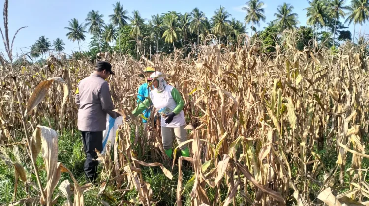 Polsek Sausu Bersama Petani Panen Jagung, Perkuat Ketahanan Pangan di Parimo