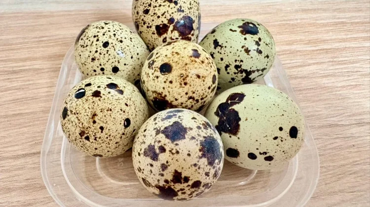 Telur Puyuh, Sumber Nutrisi Penting bagi Ibu Hamil