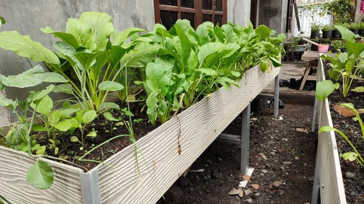 Hobi Berkebun Jadi Pilihan Mengisi Waktu Luang