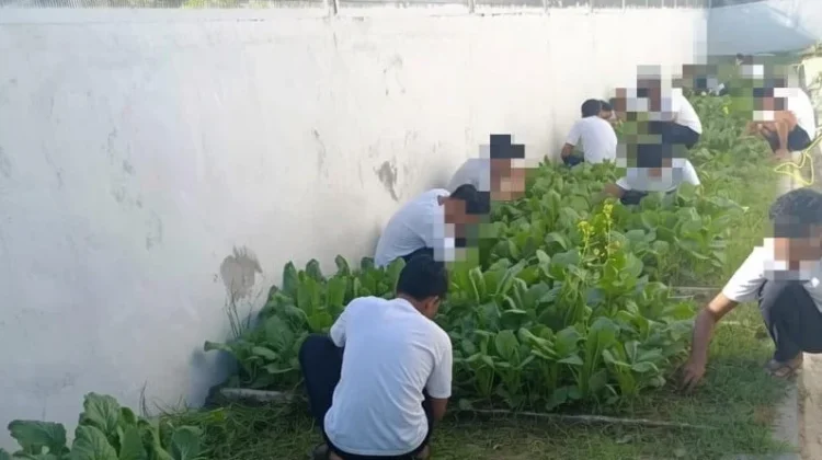 Bina Keterampilan, Anak Binaan LPKA Palu Panen 5 Kilogram Sayuran Sawi