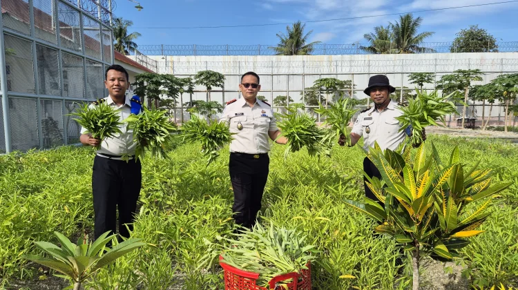 Pembinaan Kemandirian di Rutan Donggala Hasilkan 96 Kilogram Kangkung