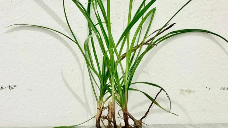 Sering Dianggap Pengganggu, Rumput Teki ternyata Punya Nilai Manfaat