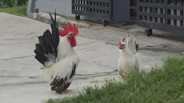 Black Tail, Hobi yang Kian Digandrungi Pecinta Ayam