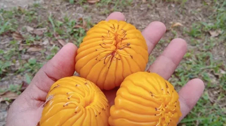 Buah Jongi, Potensi Lokal dari Rasa Asam Khas Sulawesi