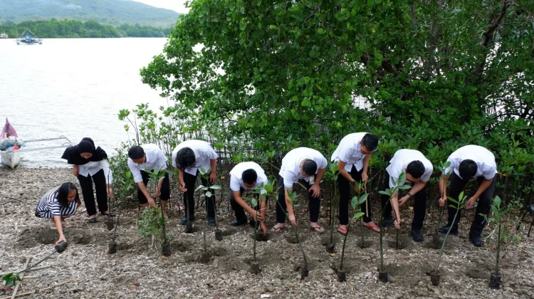 Peduli Lingkungan, BPJS Ketenagakerjaan Palu Tanam Mangrove di Donggala