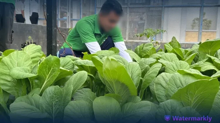 Warga Binaan Lapas Luwuk Panen Sawi, Wujud Ketahanan Pangan Nasional