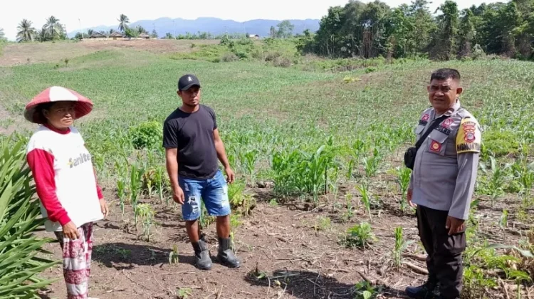 Bhabinkamtibmas Luwuk Timur Dorong Produktivitas Jagung di Desa Uwedikan