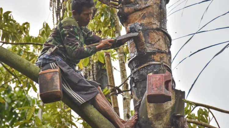 Saguer, Minuman Tradisional Dari Pohon Aren