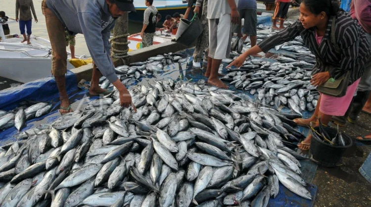 Ikan Tuna, Kuliner Primadona yang Kaya Manfaat