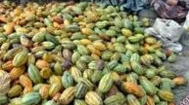 Cokelat Sulawesi, Cita Rasa Unik Dengan Ragam Manfaat