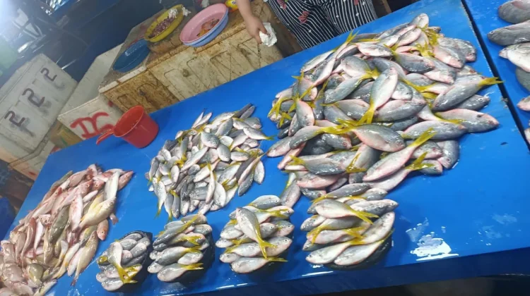 Persediaan Ikan Segar Melimpah, Harga Tetap Stabil di Manonda