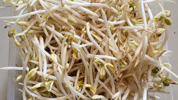 Tauge Segar, Kaya Nutrisi dan Baik untuk Kesehatan Reproduksi