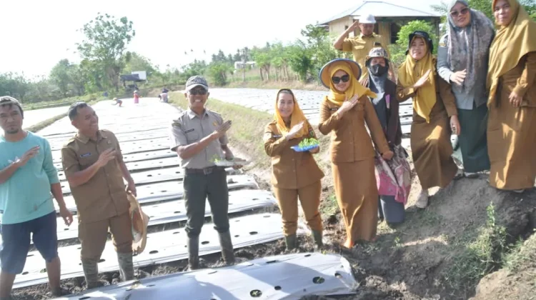 Perkuat Program Palu MAPAN, Pemkot Palu Tanam 6.000 Bibit Tomat