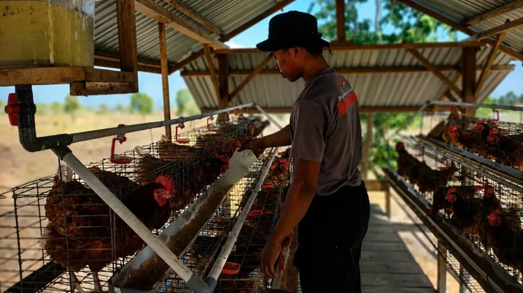Dukung Ketahanan Pangan, Brimob Polda Sulteng Kembangkan Peternakan Ayam