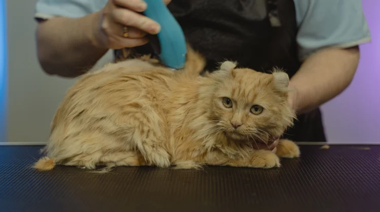 Tips Simpel Merawat Bulu Kucing