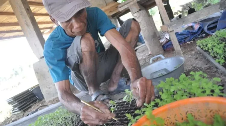 Program 'Palu Mapan' Mulai Panen, DPKP Fokus Komoditas Inflasi