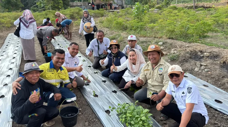 Implementasi Program Palu Mapan, Pemkot Palu Tanam 2.000 Bibit Cabai di Poboya