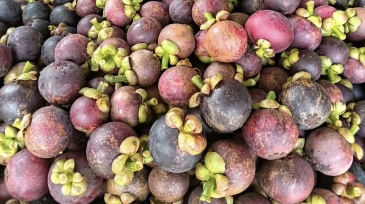 Pedagang Kaki Lima Mulai Ramai Jajakan Buah Lokal