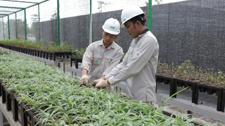 Nursery PT IMIP Kembangkan Bank Benih Jaga Keanekaragaman Hayati