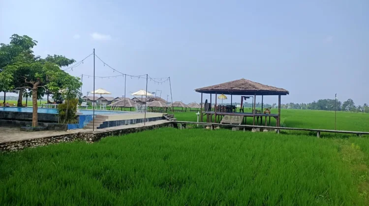 Gubuk Koi Zakheus Tawarkan Kuliner dengan Panorama Sawah
