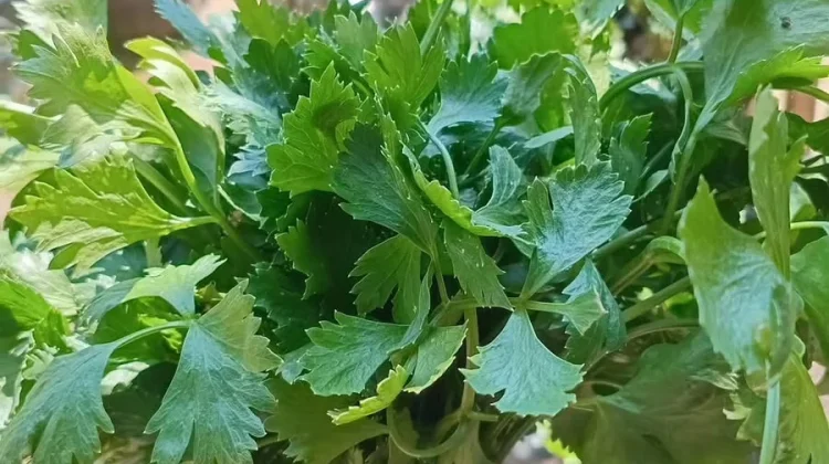 Daun Seledri, Sayuran Hijau Kaya Manfaat