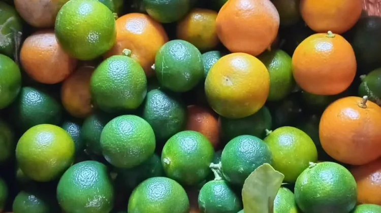 Tak Sekadar Pelengkap Masakan, Lemon Cui Miliki Beragam Manfaat