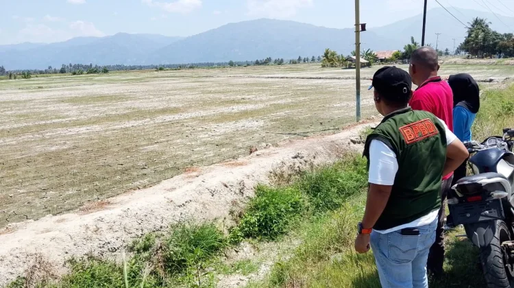Kekeringan Landa Parimo, 1.400 Hektare Lahan Pertanian dan Perkebunan Terdampak