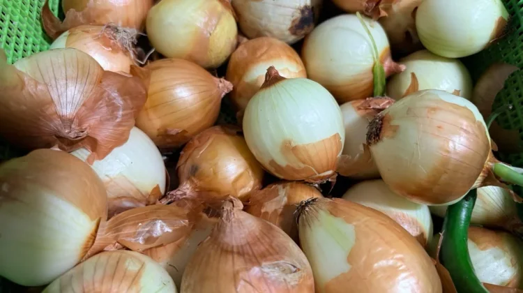 Bawang Bombai, Si Bulat yang Kaya Manfaat