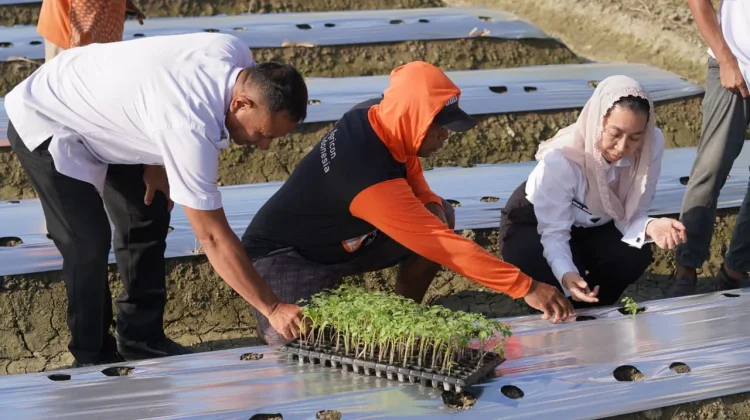 Perkuat Program Palu Mapan, Pemkot Palu Tanam 4.000 Bibit Tomat di Boyaoge