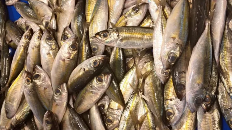 Ikan Katombo Makin Populer Jadi Menu Andalan Palu