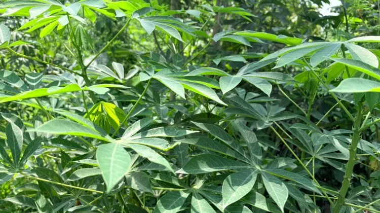Daun Singkong, Kaya Nutrisi untuk Kesehatan
