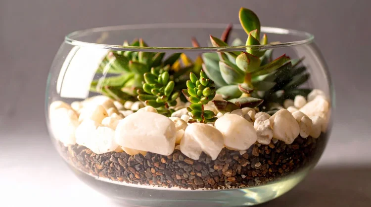 Terrarium, Berkebun Mini yang Makin Diminati